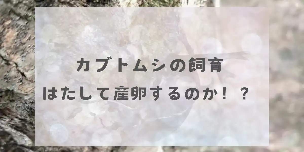 カブトムシの飼育　はたして産卵するのか！？